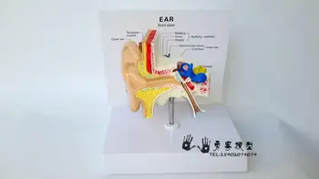 1：1 de ouvido modelo Ouvido anatomia modelo de estrutura da Orelha modelo