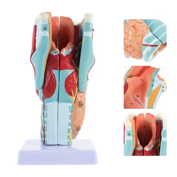 Corpo Humano Anatomia Modelo De Ensino Manequins Ouvido Anatômico Em Pvc Garganta Exibição De Estrutura De